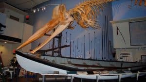 a whale skeleton hanging from the ceiling and a white row boat in a museum