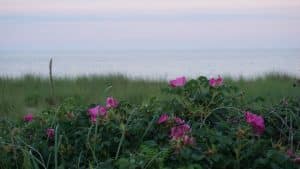 pink beach roses in a green field and the ocean in the background