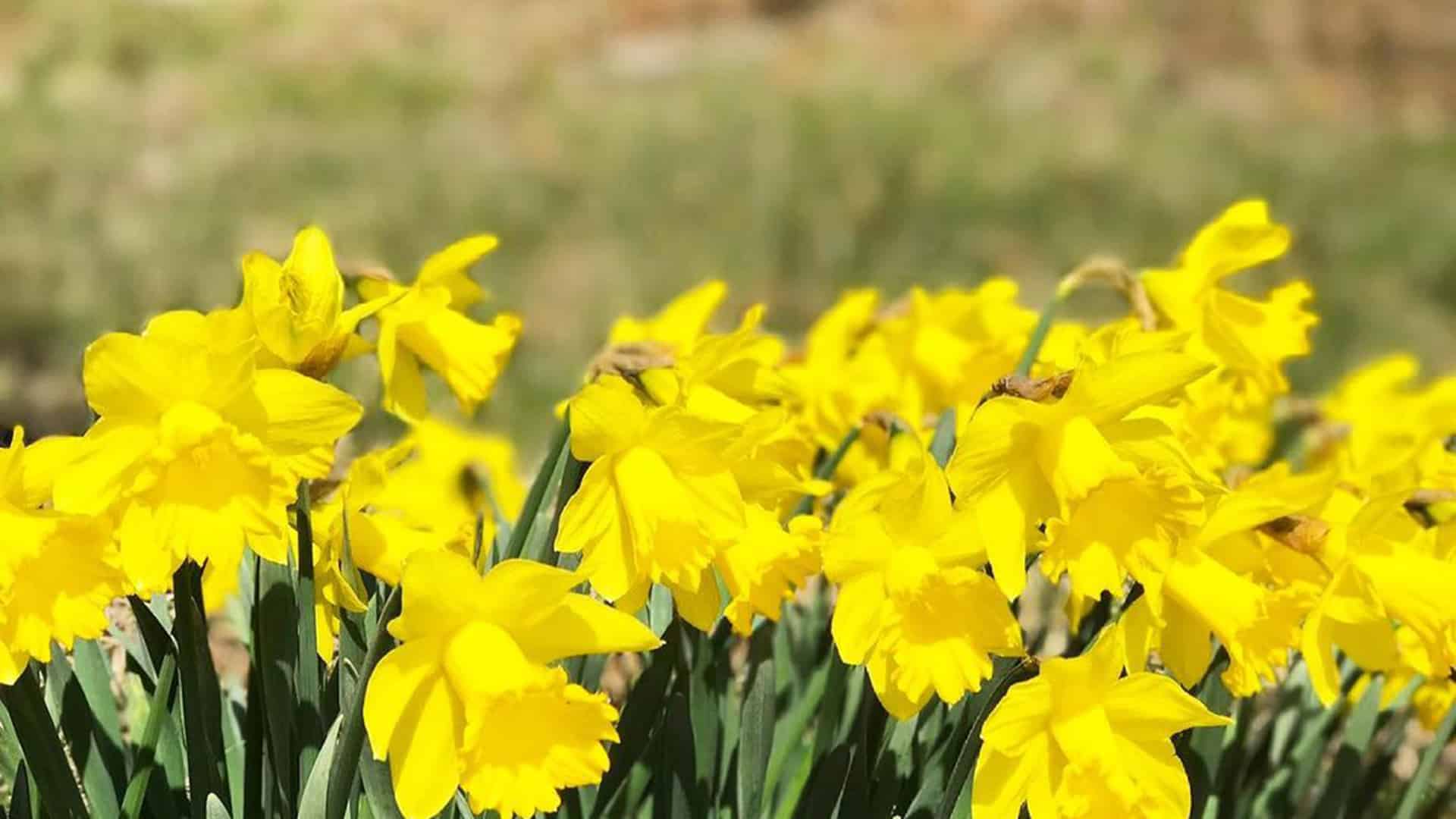 A field with yellow daffodils