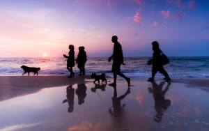 dog-walks-nantucket-beach
