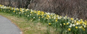 Daffodils along Bike Path