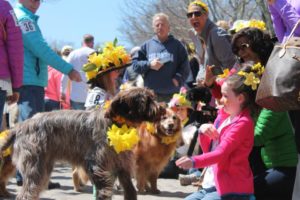 The dog parade at the Daffodil Festival on Nantucket.