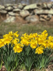 daffodils in the spring