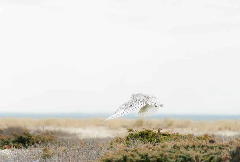 White owl flying very close to the ground covered in brown grass and green evergreen bushes