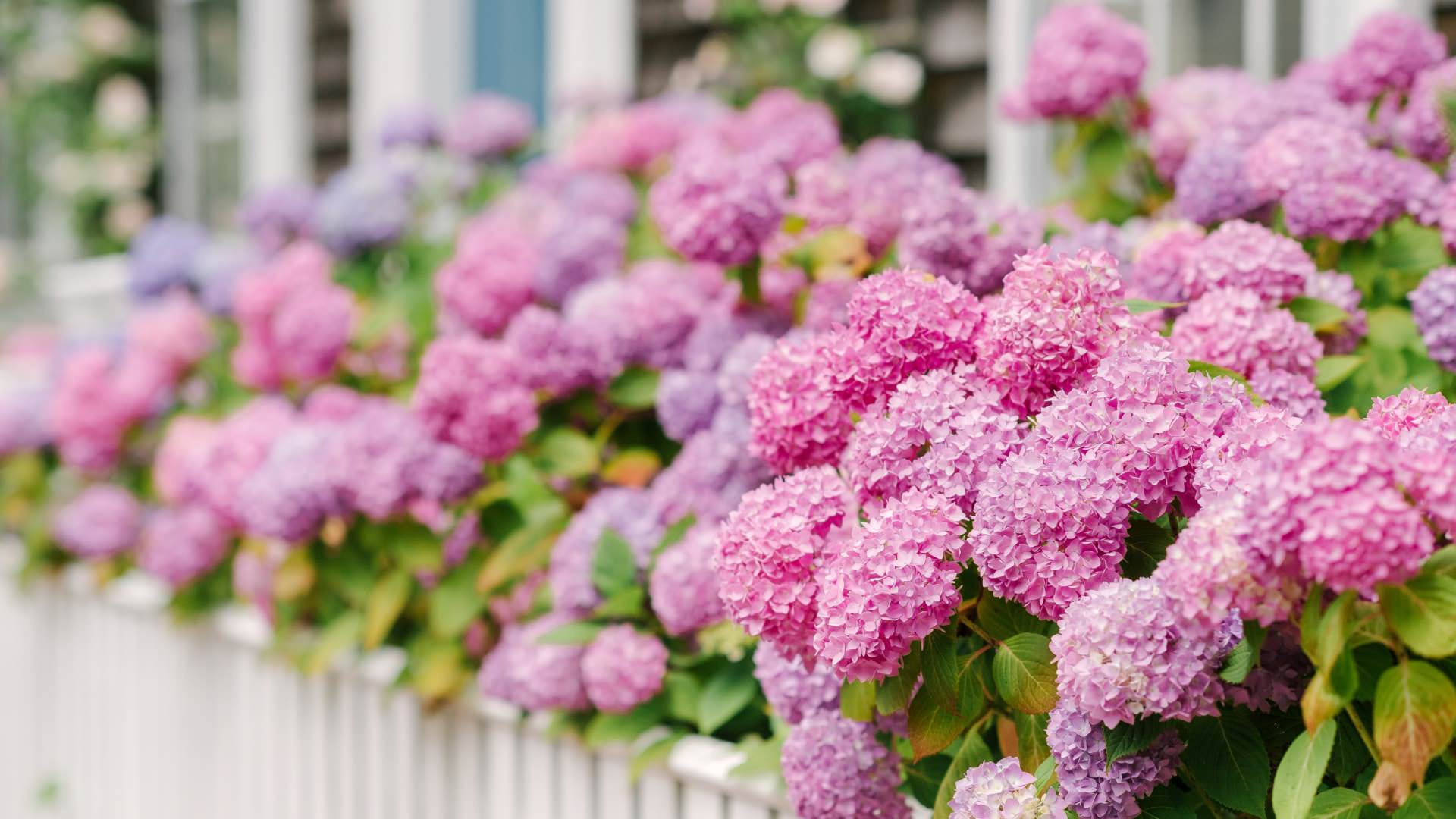 Close up view of pink and purple hydrangeas in white planter boxes